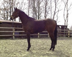 broodmare Power Sylvi xx (Thoroughbred, 2010, from Silvano xx)