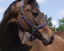 broodmare Peace Girl xx (Thoroughbred, 1998, from Colon xx)