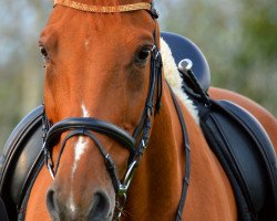 Zuchtstute Cyna (Polnisches Warmblut, 1999, von West)