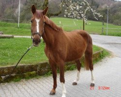 broodmare Fabienn (Westphalian, 1990, from Freudentanz)