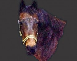 broodmare Bonita SW (Westphalian, 2004, from Bolero)