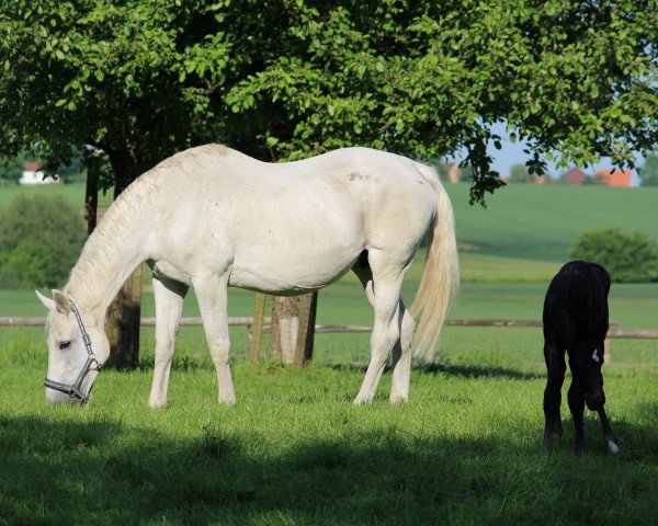 broodmare Kora (Saxony-Anhaltiner, 1993, from Kolibri)