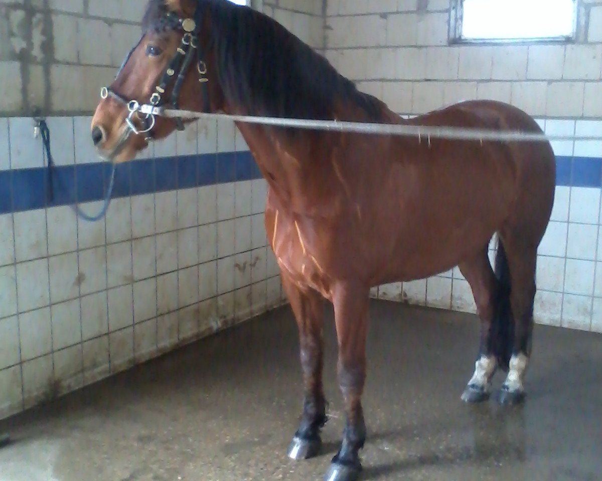 Pferd Nico (Freiberger, 2005, von Nepal II CH)