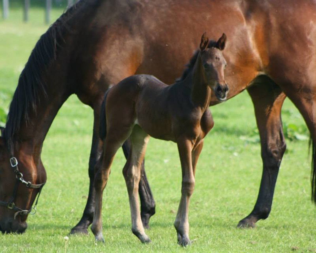 broodmare Lady Sunshine (Westphalian, 1999, from Landstreicher)