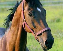 dressage horse Nagano 9 (Westphalian, 1994, from Norton L)