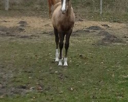 horse Manara vom Hochmoorhof (German Warmblood, 2014, from Magic Memphis)