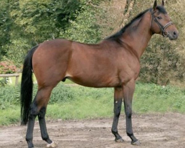 stallion Desirao xx (Thoroughbred, 1999, from Acatenango xx)