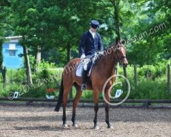 dressage horse Davidoff 178 (Oldenburg, 2007, from Desirao xx)