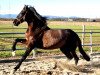 dressage horse Estimado (Pura Raza Espanola (PRE), 2009)