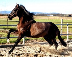 dressage horse Estimado (Pura Raza Espanola (PRE), 2009)