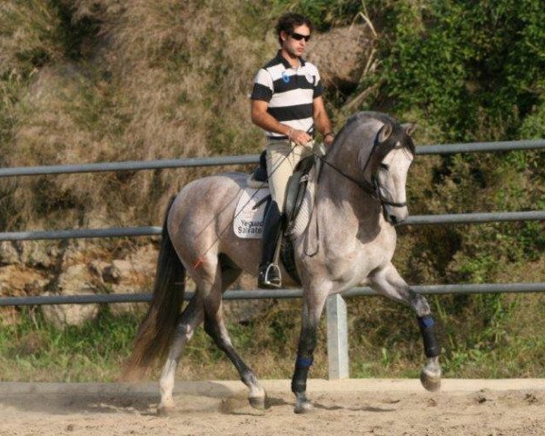 stallion Camaron Salvatella (Pura Raza Espanola (PRE), 2009, from Corinto X)