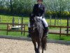 dressage horse Black Betty (Holsteiner, 2009, from Carentan)