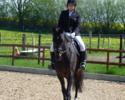 dressage horse Black Betty (Holsteiner, 2009, from Carentan)