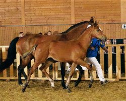 broodmare Cindy SL (Bavarian, 2011, from Curier Carilex)