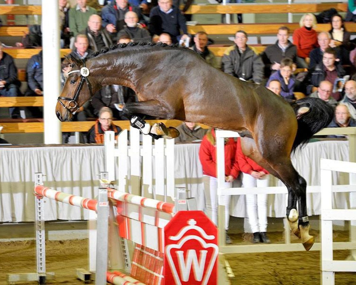 stallion Novelo JMen (Westphalian, 2011, from Numero Uno)