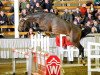 stallion Novelo JMen (Westphalian, 2011, from Numero Uno)