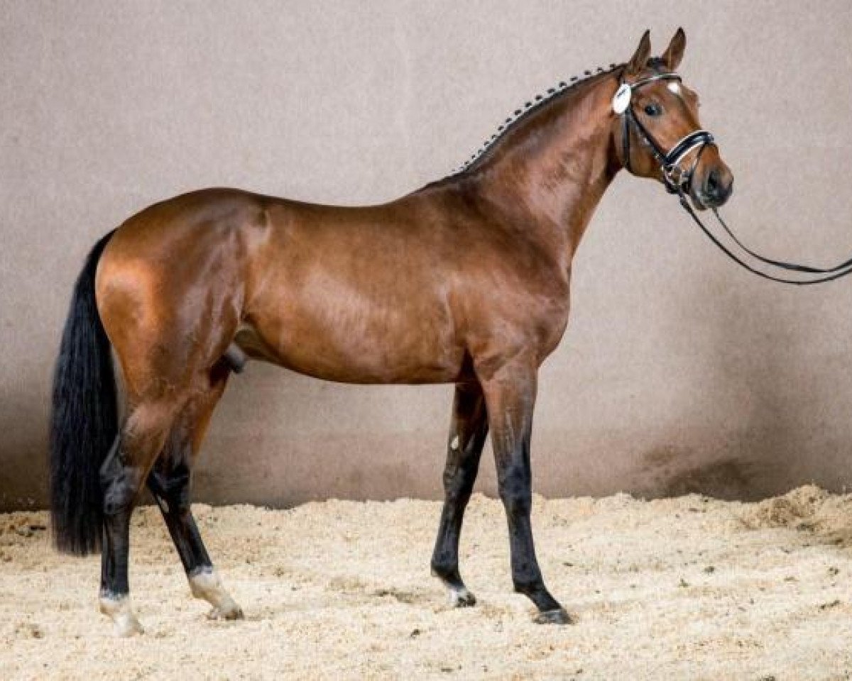 stallion Magic Max (Westphalian, 2011, from Mylord Carthago)