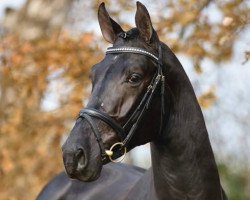 stallion Flavio (Westphalian, 2003, from Florestan I)