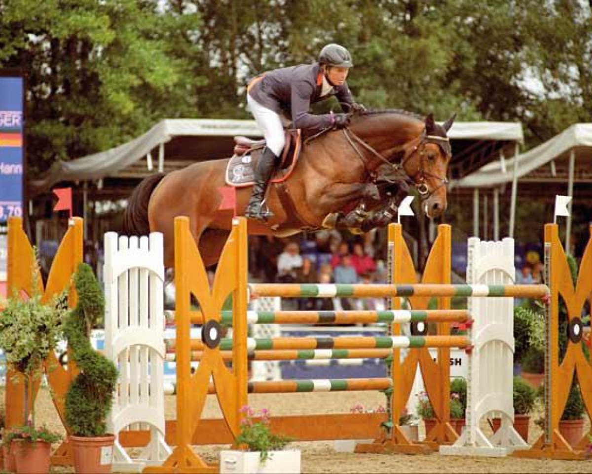 stallion HH Messenger (Hanoverian, 2007, from Montender)