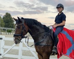 jumper Loverboy Bh (KWPN (Royal Dutch Sporthorse), 2016, from Voltaire)