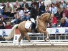 dressage horse het Dragon Heart (German Riding Pony, 2005, from HET Golden Dream)