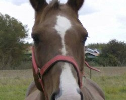 broodmare Beauty (Hanoverian, 1991, from Brentano II)