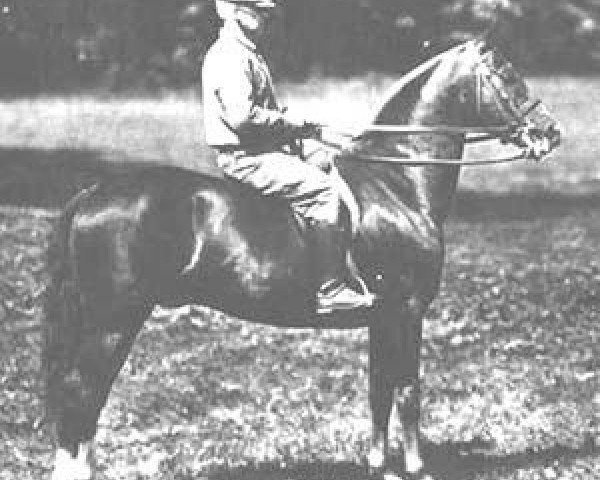 stallion Mansfield (Morgan Horse, 1920, from Bennington)