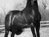 Deckhengst Windcrest Mr. Success (Morgan Horse, 1958, von Upwey Ben Don)