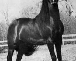 stallion Windcrest Mr. Success (Morgan Horse, 1958, from Upwey Ben Don)