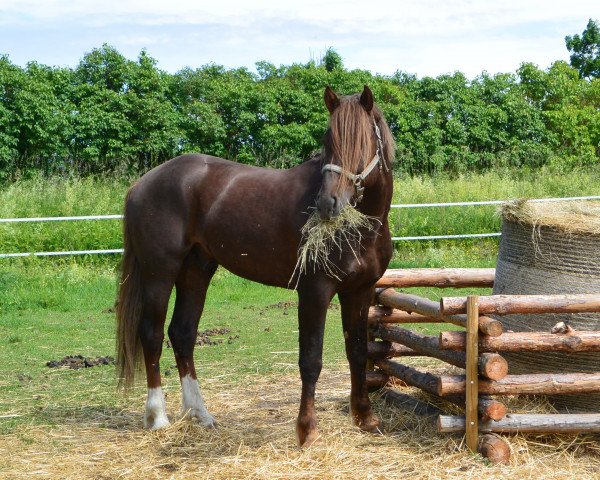 stallion Mustang Chestnut (Mustang, 2010, from BestBreed Mustang Stormy)