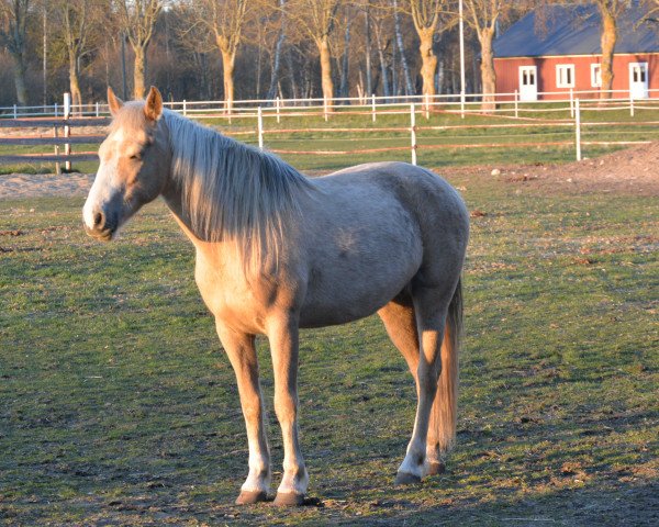 Zuchtstute Mustang Ida-Hoo (Mustang, 2007)