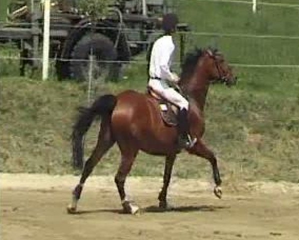 Springpferd Quando 35 (Holsteiner, 2005, von Quinar)