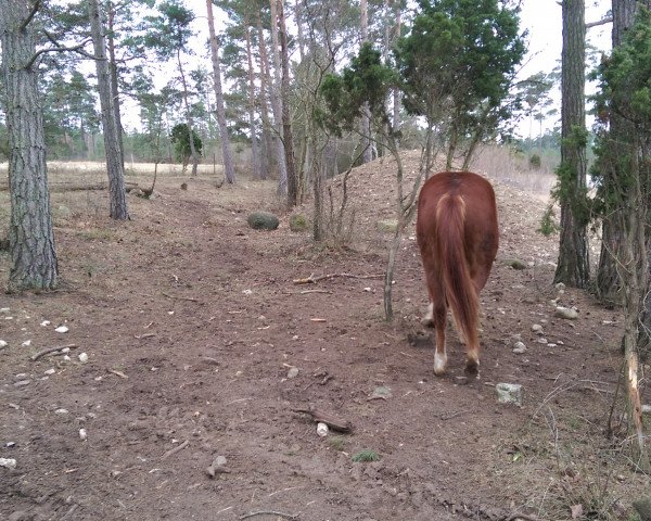 horse Mustang Tickle (Mustang, 2013, from Mustang Chestnut)