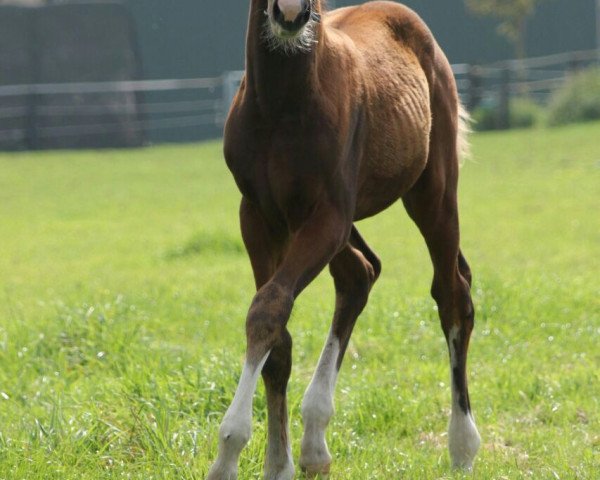 dressage horse Kalisia (Westphalian, 2014, from Kardinal)