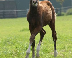 horse Kalisia (Westfale, 2014, from Kardinal)