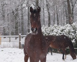 Springpferd Amaretto 255 (Westfale, 2008, von Avec Coeur 6)