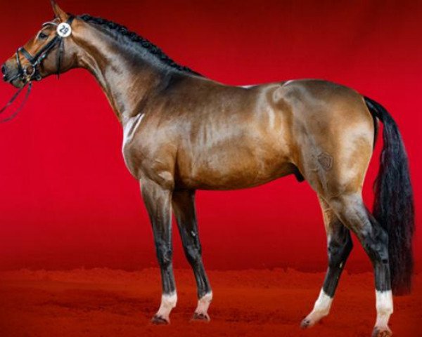 stallion Rock Springs (Westphalian, 2012, from Rock Forever NRW)