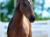 dressage horse Don Louis 6 (German Sport Horse, 2014, from Don Index)