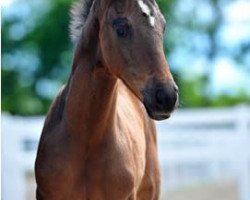 dressage horse Don Louis 6 (German Sport Horse, 2014, from Don Index)