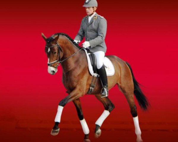 stallion Estador (Hanoverian, 2011, from Estobar NRW)