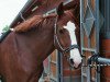 dressage horse Filippa 21 (Hanoverian, 2009, from Fürst Nymphenburg)