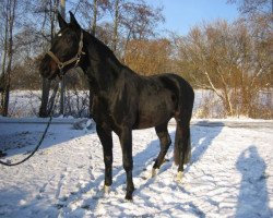 Deckhengst Saturday's Dream (Westfale, 2010, von Show Star)