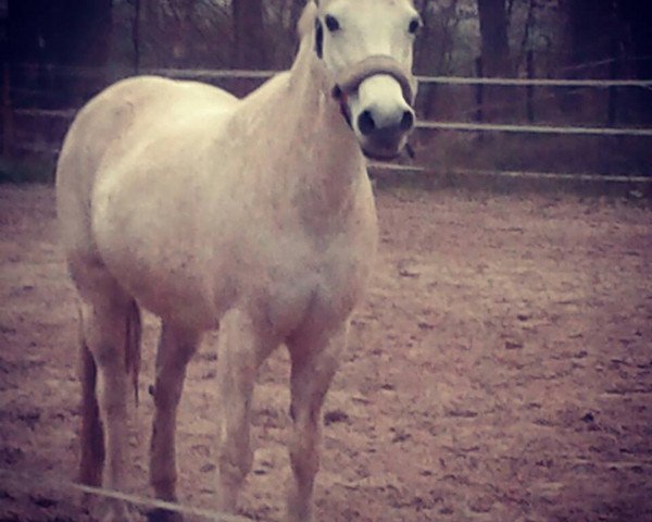 horse Tambo (German Riding Pony, 1993, from Trajan)