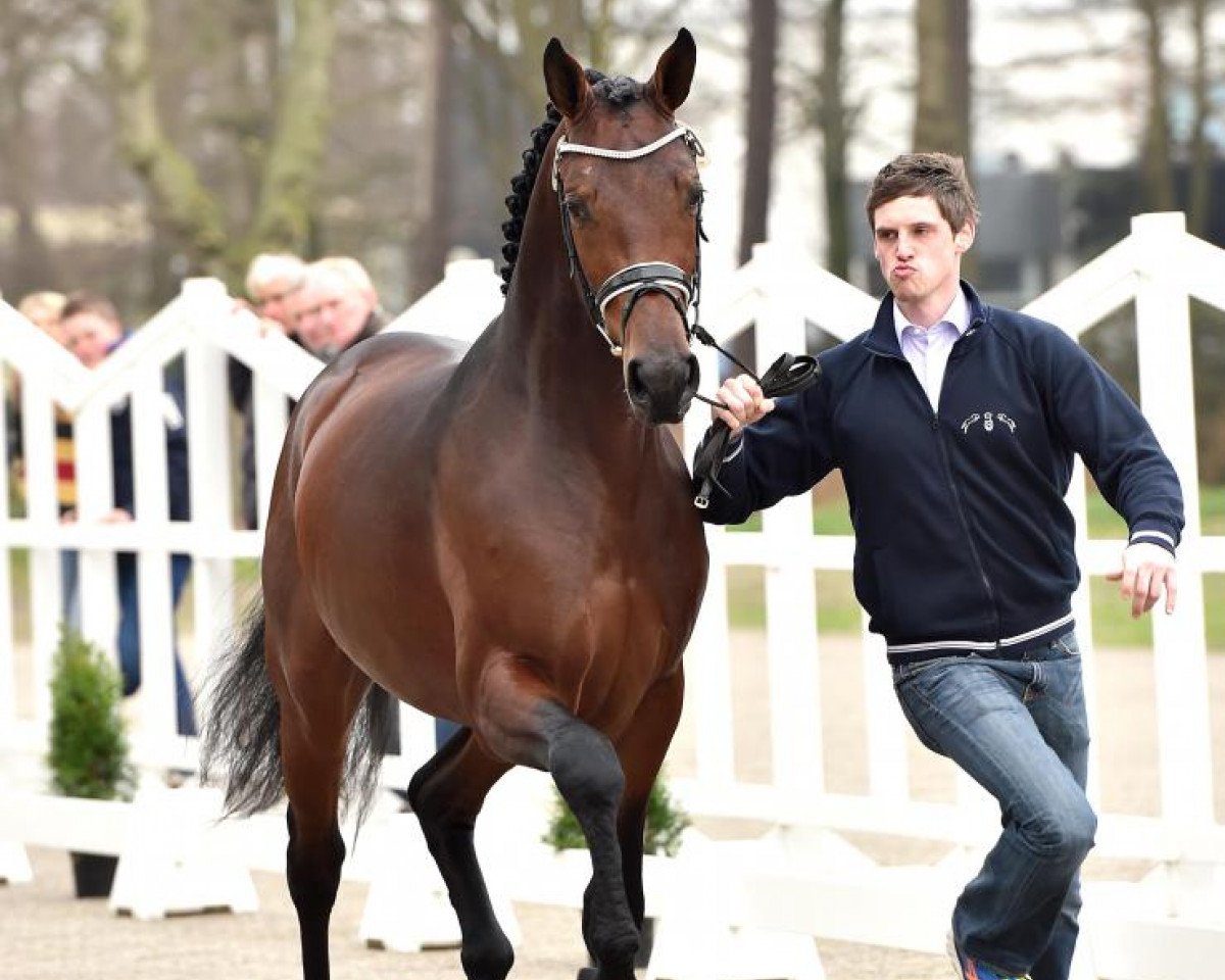 dressage horse Radisson (Oldenburg, 2011, from Rock Forever NRW)