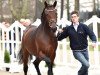 dressage horse Radisson (Oldenburg, 2011, from Rock Forever NRW)