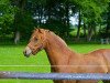 Zuchtstute Fiorella (Deutsches Reitpony, 2011, von Black Dancer)