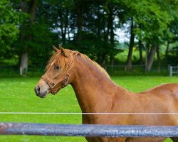 Zuchtstute Fiorella (Deutsches Reitpony, 2011, von Black Dancer)