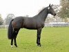 stallion Danzador (Hanoverian, 2011, from Diamond Hit)