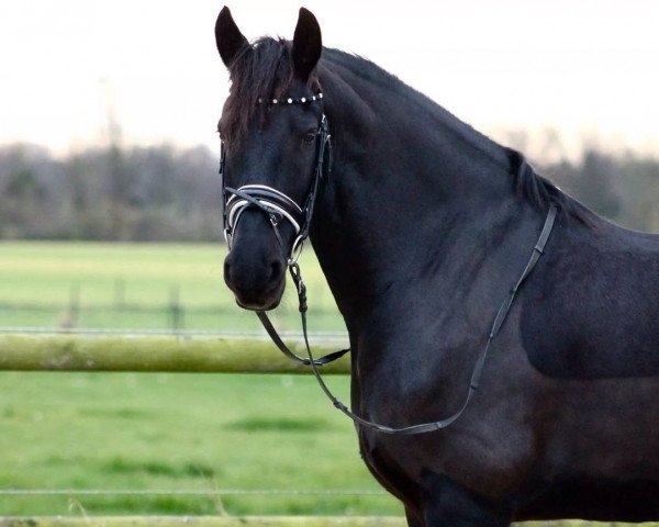 Pferd Ysbrand fan stal Bellefleur (Friese, 2007, von Mintse 384)