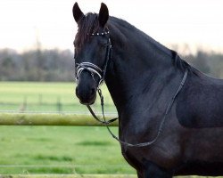 horse Ysbrand fan stal Bellefleur (Friese, 2007, from Mintse 384)